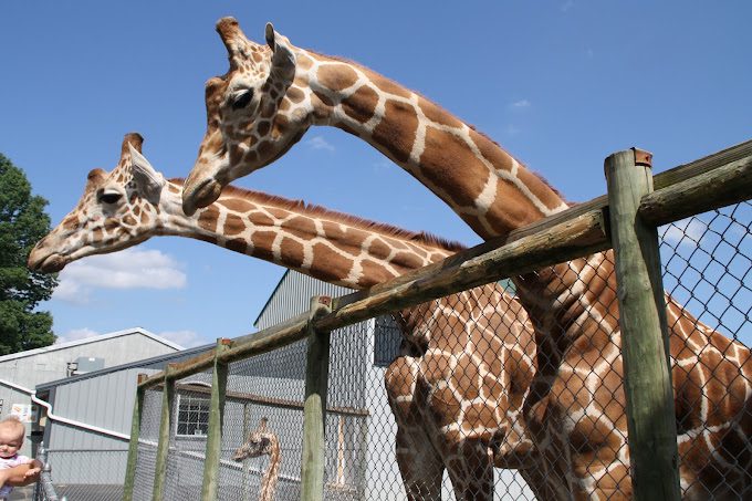 Adirondak Animal Land - Lake George